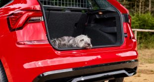 Dog in a Skoda Karoq