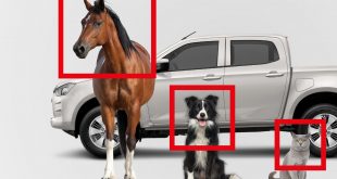 Isuzu Best Buddy competition